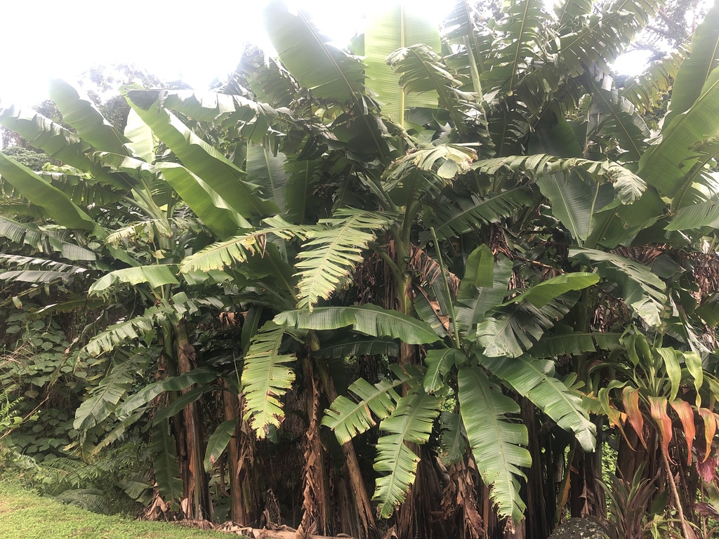 Musa troglodytarum